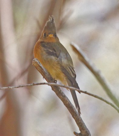Photo (6): Tufted Flycatcher