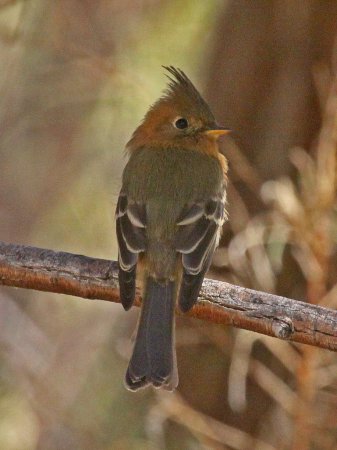 Photo (5): Tufted Flycatcher