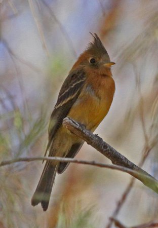 Photo (10): Tufted Flycatcher