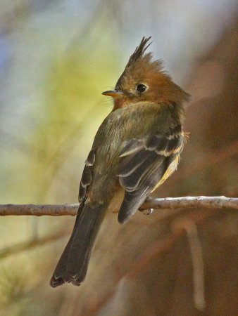 Photo (8): Tufted Flycatcher