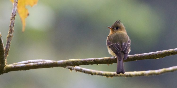 Photo (14): Tufted Flycatcher