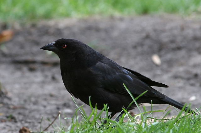 Photo (15): Bronzed Cowbird