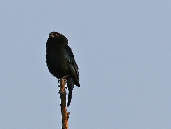 Photo (14): Bronzed Cowbird