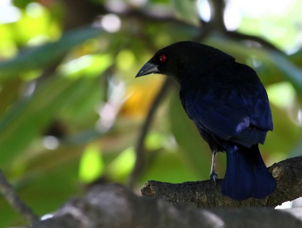 Photo (10): Bronzed Cowbird