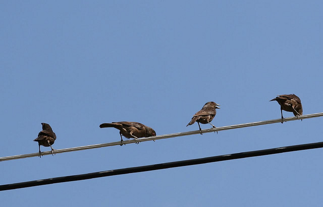 Photo (16): Bronzed Cowbird