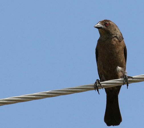Photo (8): Bronzed Cowbird