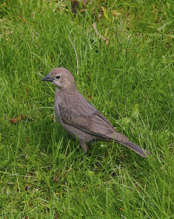 Photo (8): Brown-headed Cowbird