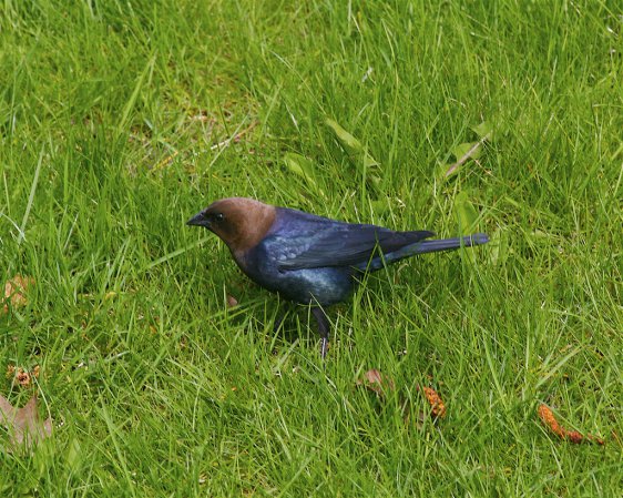 Photo (19): Brown-headed Cowbird
