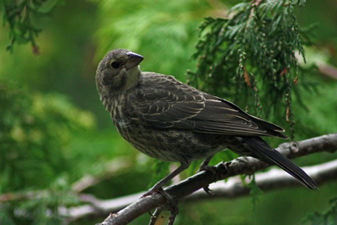 Photo (23): Brown-headed Cowbird