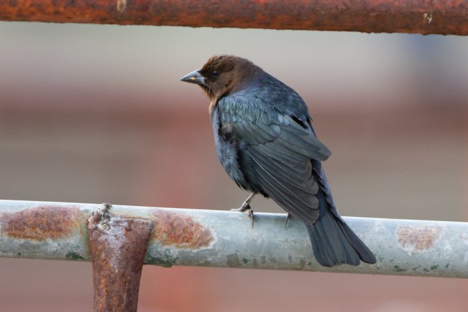 Photo (3): Brown-headed Cowbird
