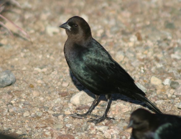 Photo (17): Brown-headed Cowbird