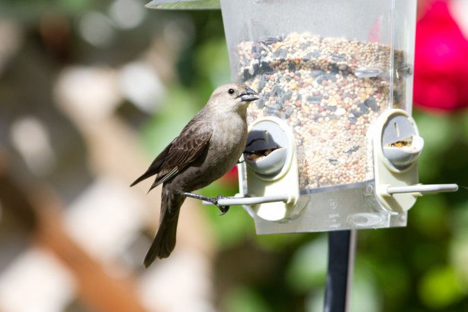 Photo (22): Brown-headed Cowbird