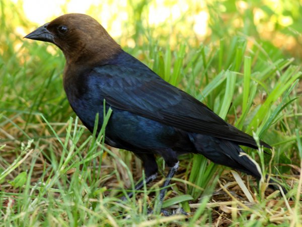 Photo (7): Brown-headed Cowbird