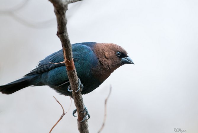 Photo (1): Brown-headed Cowbird