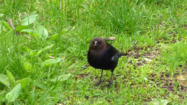Photo (21): Brown-headed Cowbird