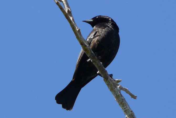 Photo (4): Shiny Cowbird