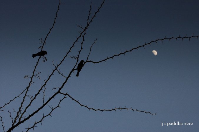 Photo (5): Shiny Cowbird