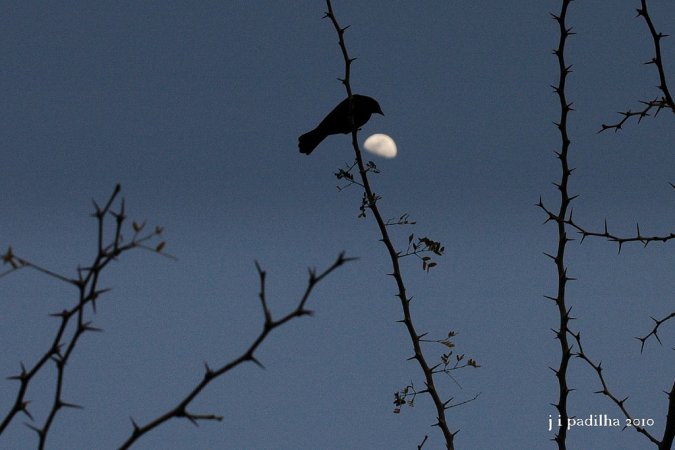 Photo (19): Shiny Cowbird