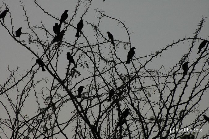 Photo (16): Shiny Cowbird