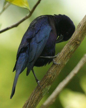 Photo (15): Shiny Cowbird