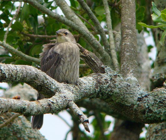 Photo (11): Shiny Cowbird