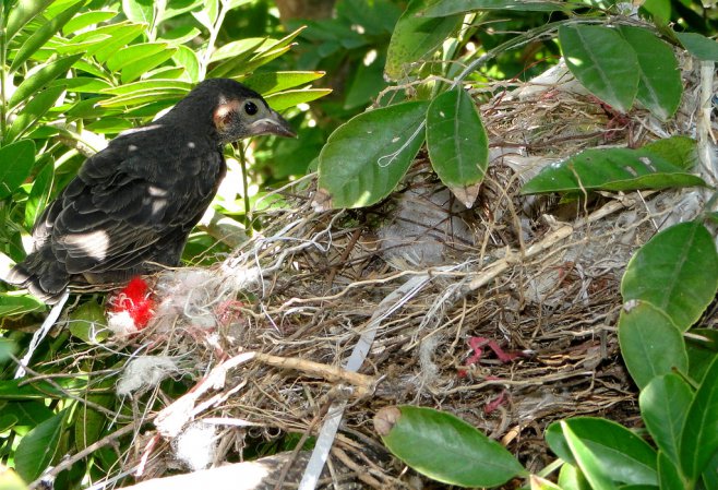 Photo (9): Shiny Cowbird