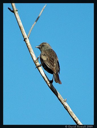 Photo (6): Shiny Cowbird