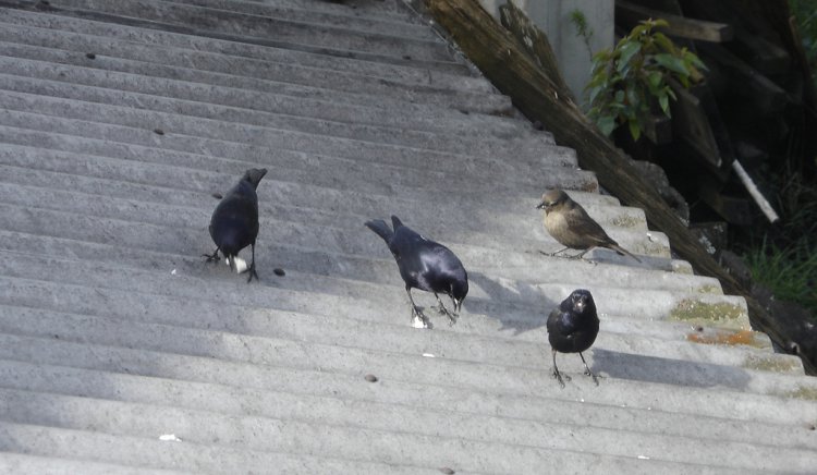 Photo (17): Shiny Cowbird