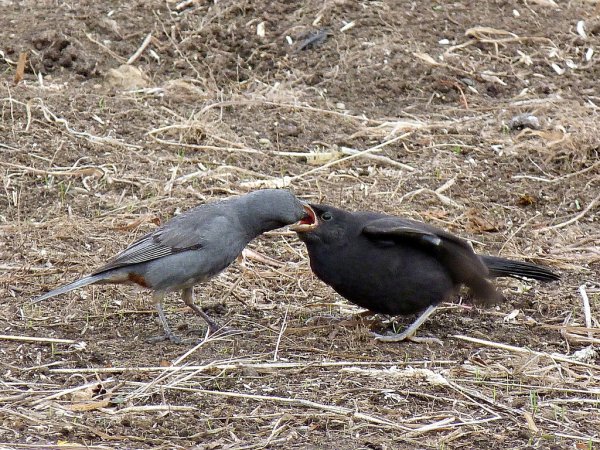Photo (13): Shiny Cowbird