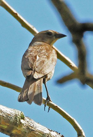 Photo (8): Shiny Cowbird