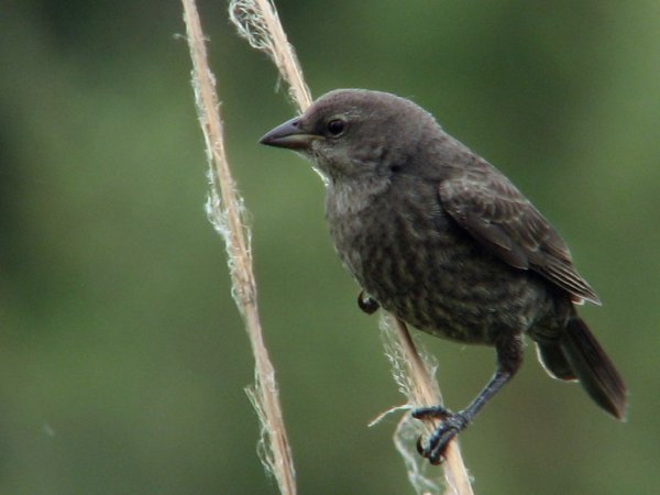 Photo (12): Shiny Cowbird