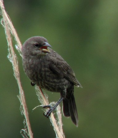 Photo (14): Shiny Cowbird