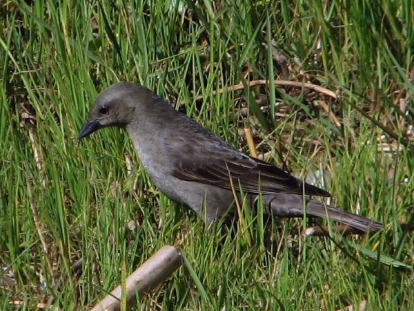 Photo (7): Shiny Cowbird