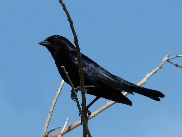 Photo (18): Shiny Cowbird