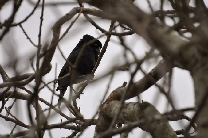 Photo (1): Giant Cowbird
