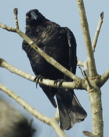 Photo (3): Giant Cowbird