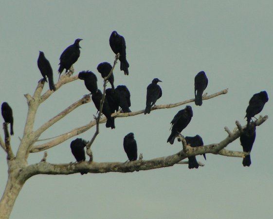 Photo (2): Giant Cowbird