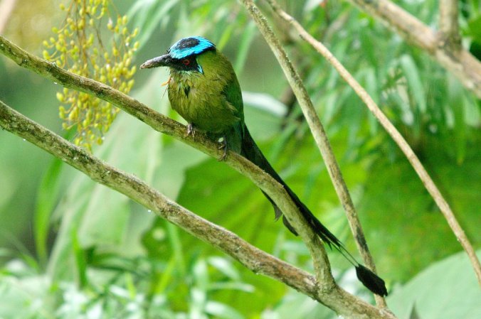Photo (2): Andean Motmot