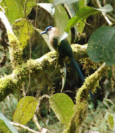 Photo (3): Andean Motmot
