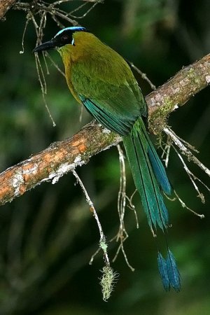 Photo (1): Andean Motmot