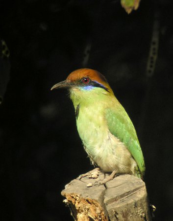 Photo (11): Russet-crowned Motmot