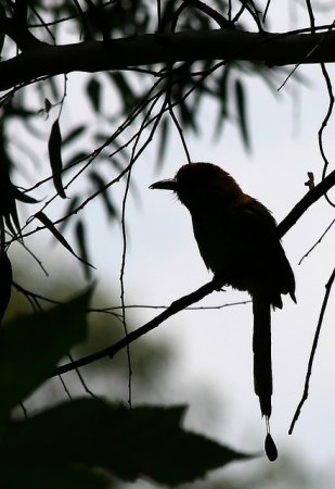 Photo (4): Russet-crowned Motmot