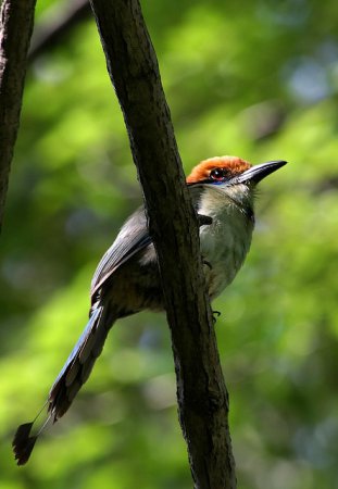 Photo (8): Russet-crowned Motmot