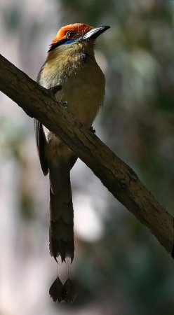 Photo (5): Russet-crowned Motmot
