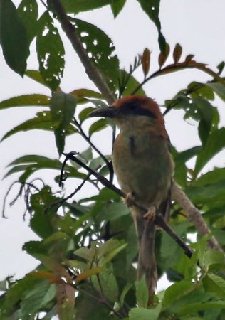 Photo (7): Russet-crowned Motmot