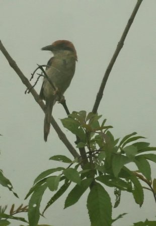 Photo (9): Russet-crowned Motmot