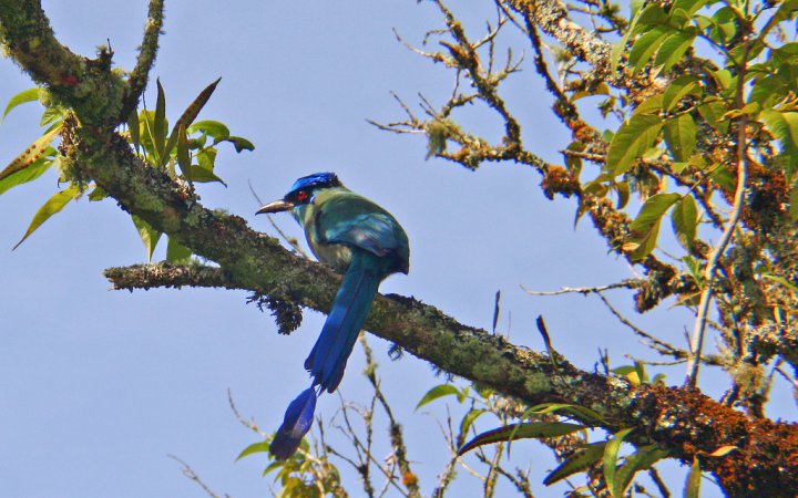Photo (2): Whooping Motmot