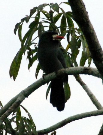 Photo (4): White-fronted Nunbird