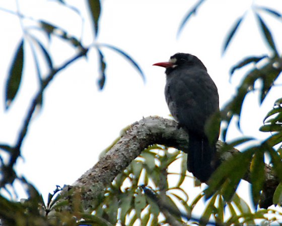 Photo (5): White-fronted Nunbird
