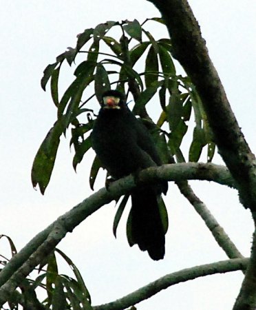 Photo (2): White-fronted Nunbird
